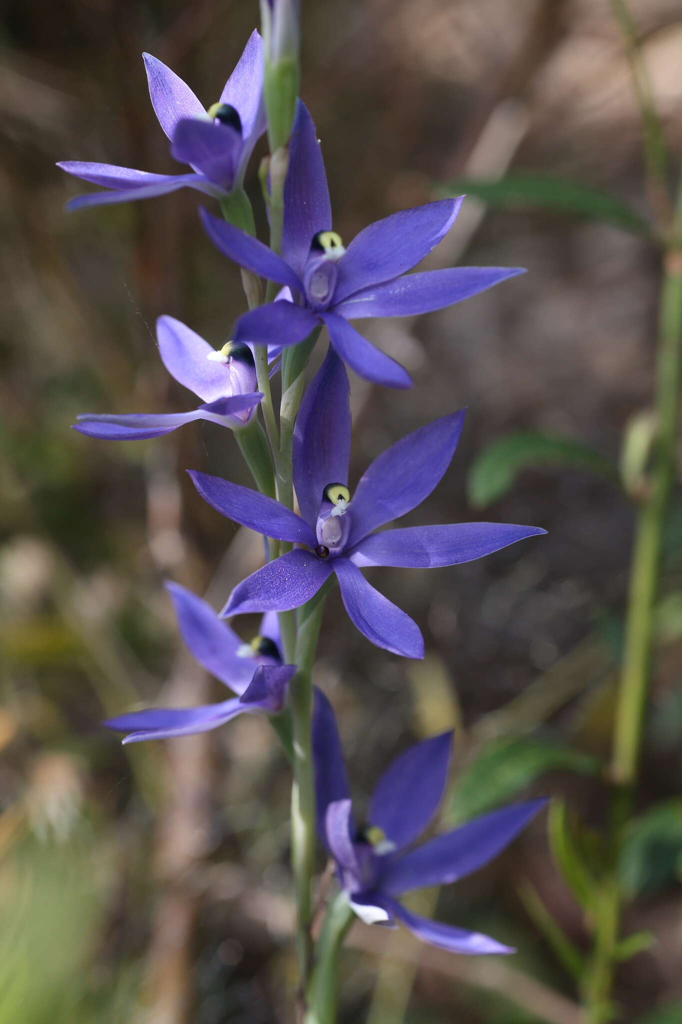 Sivun Thelymitra paludosa Jeanes kuva