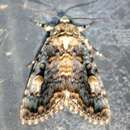 صورة Anacronicta caliginea Butler 1881