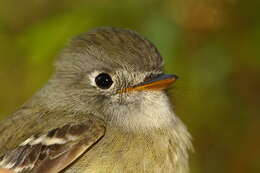 Image of American Dusky Flycatcher