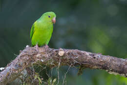 Image of Plain Parakeet