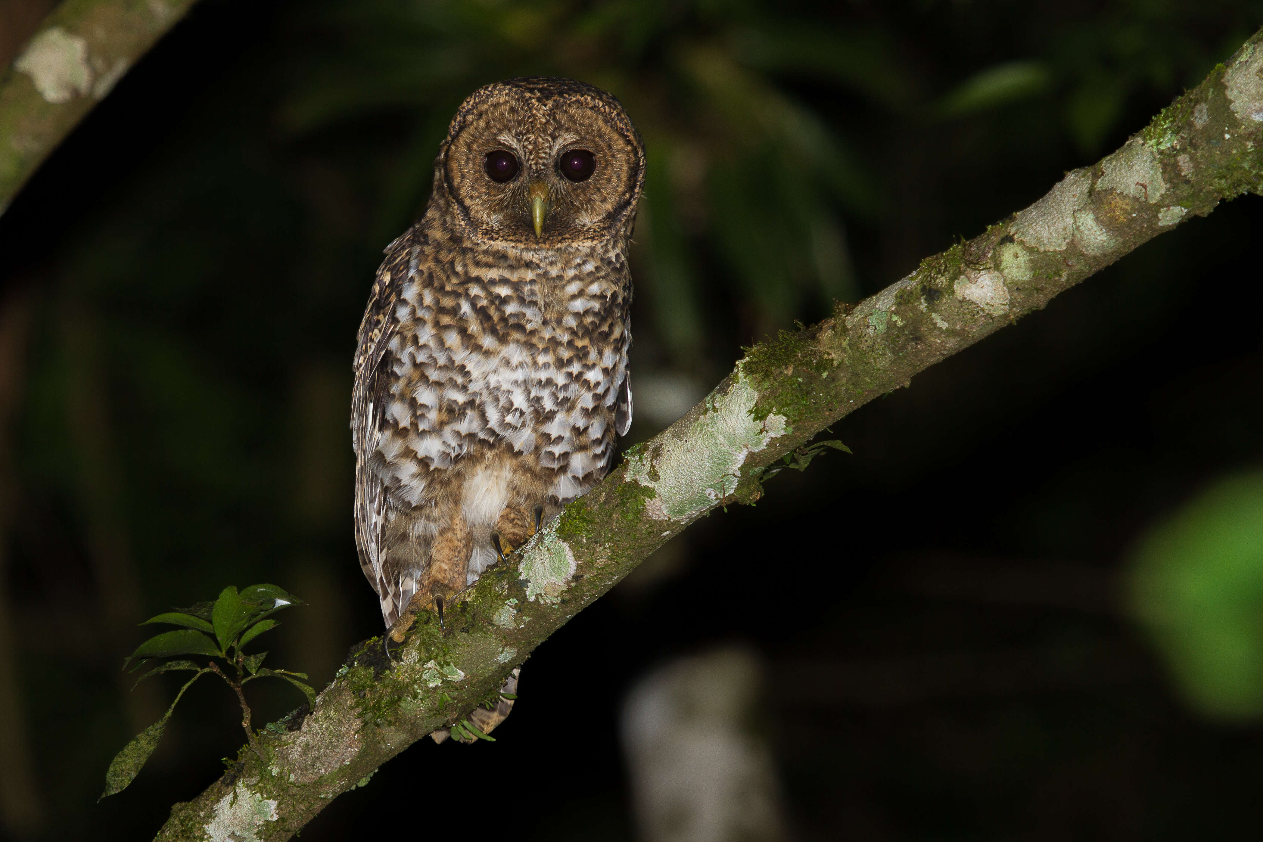 Image of Rusty-barred Owl