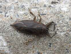 Image of Giant Water Bug