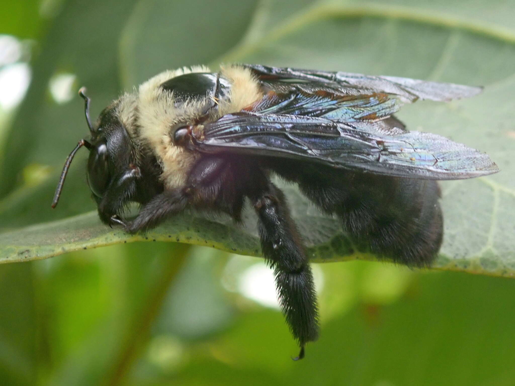 Image of Xylocopa grisescens Lepeletier 1841