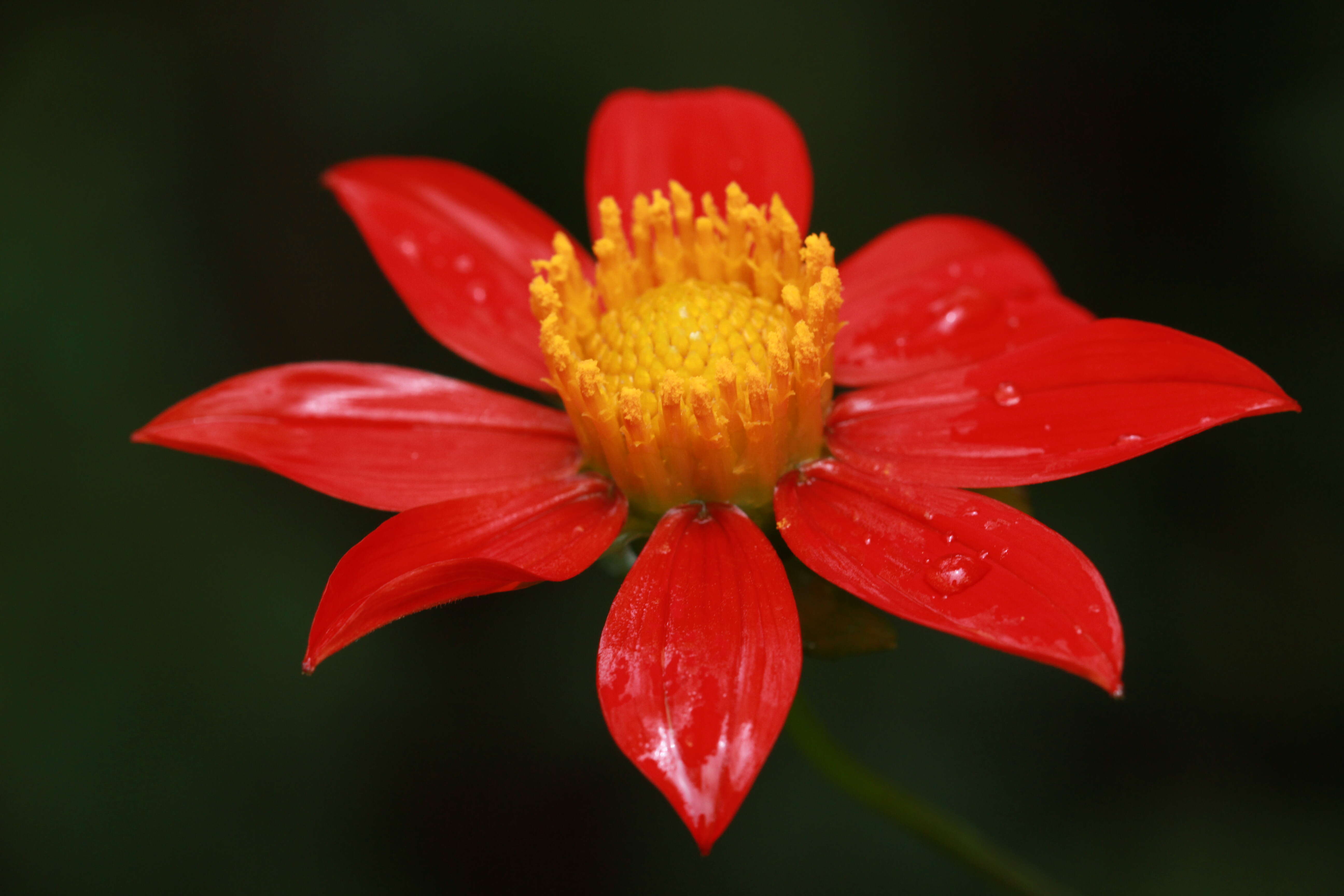 Image of red dahlia