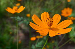 Image of sulphur cosmos