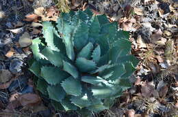 Plancia ëd Agave guadalajarana Trel.