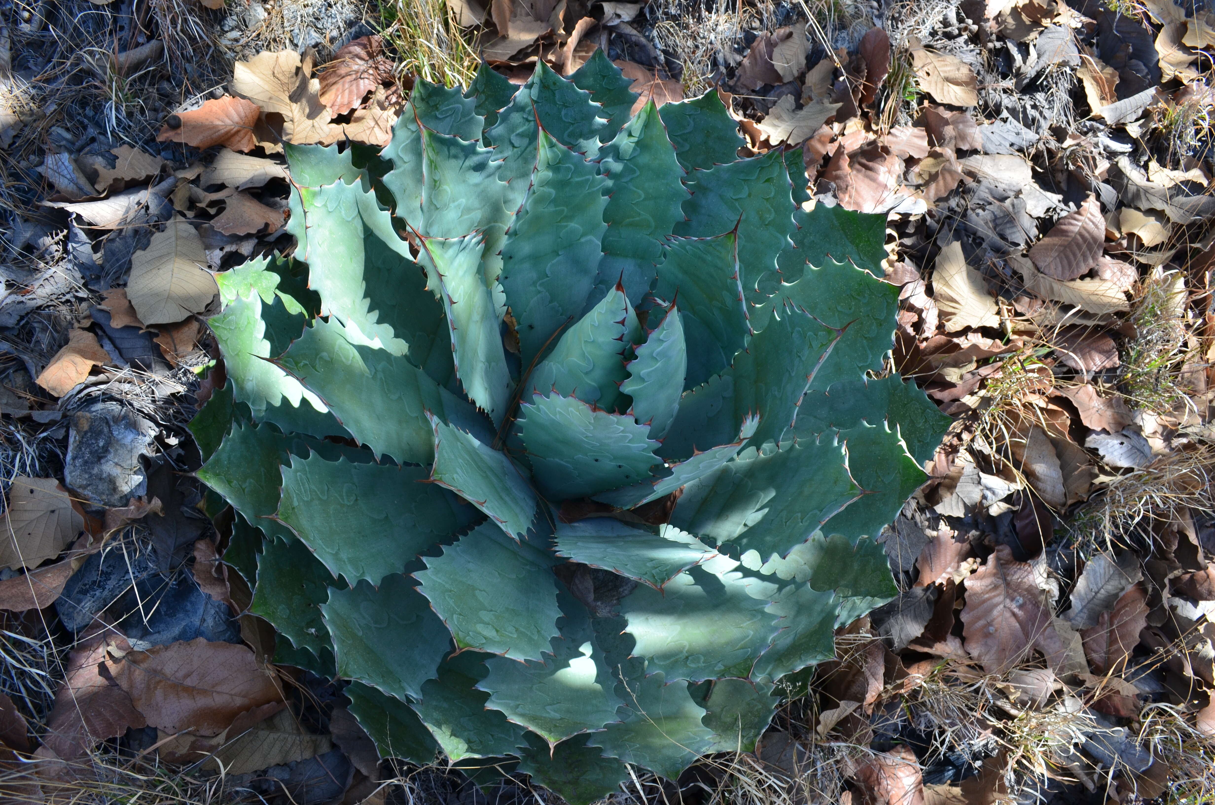 Plancia ëd Agave guadalajarana Trel.