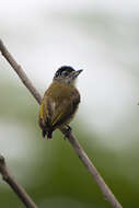 Image of Fine-barred Piculet