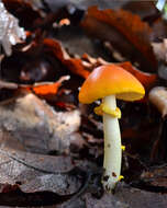 Image of Amanita flavoconia G. F. Atk. 1902