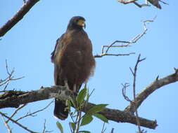 Image of Rufous Crab Hawk