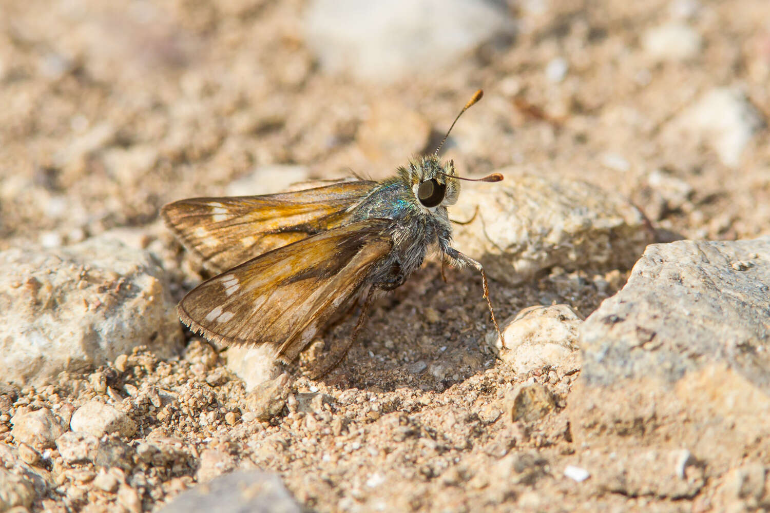 Image of Green Skipper