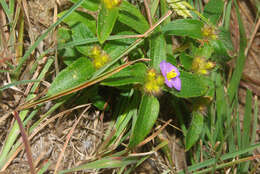 Imagem de Antherotoma debilis (Sond.) H. Jacques-Félix