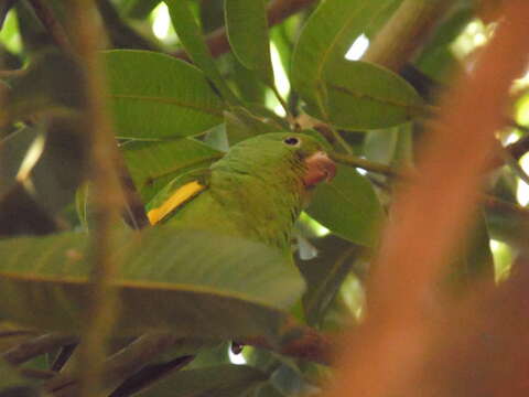 Image of Yellow-chevroned Parakeet