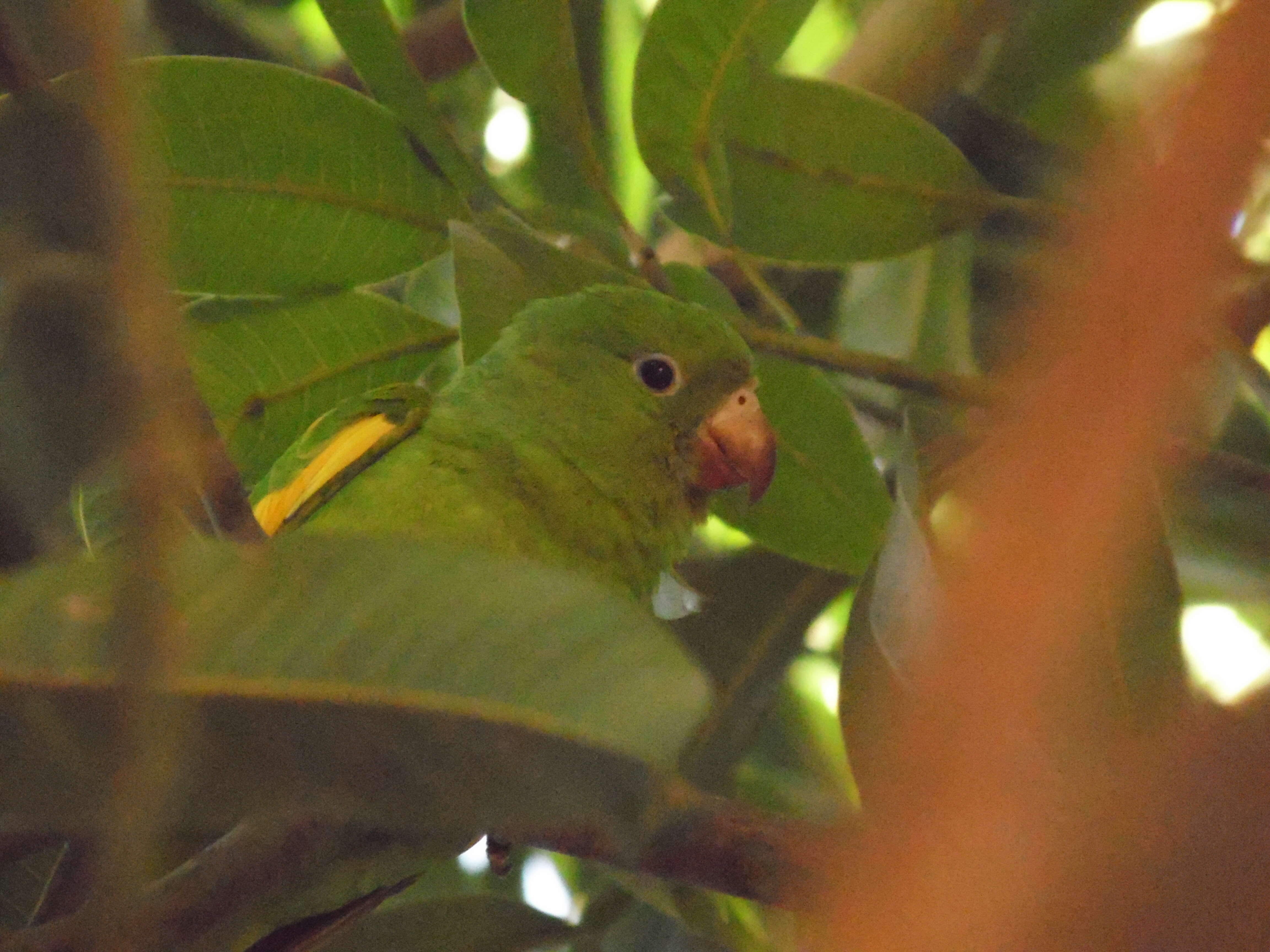 Image of Yellow-chevroned Parakeet