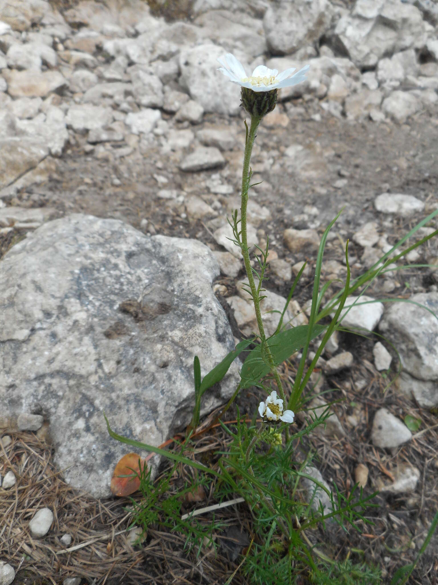 Слика од Achillea oxyloba (DC.) Sch. Bip.