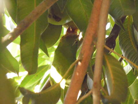 Image of Yellow-chevroned Parakeet