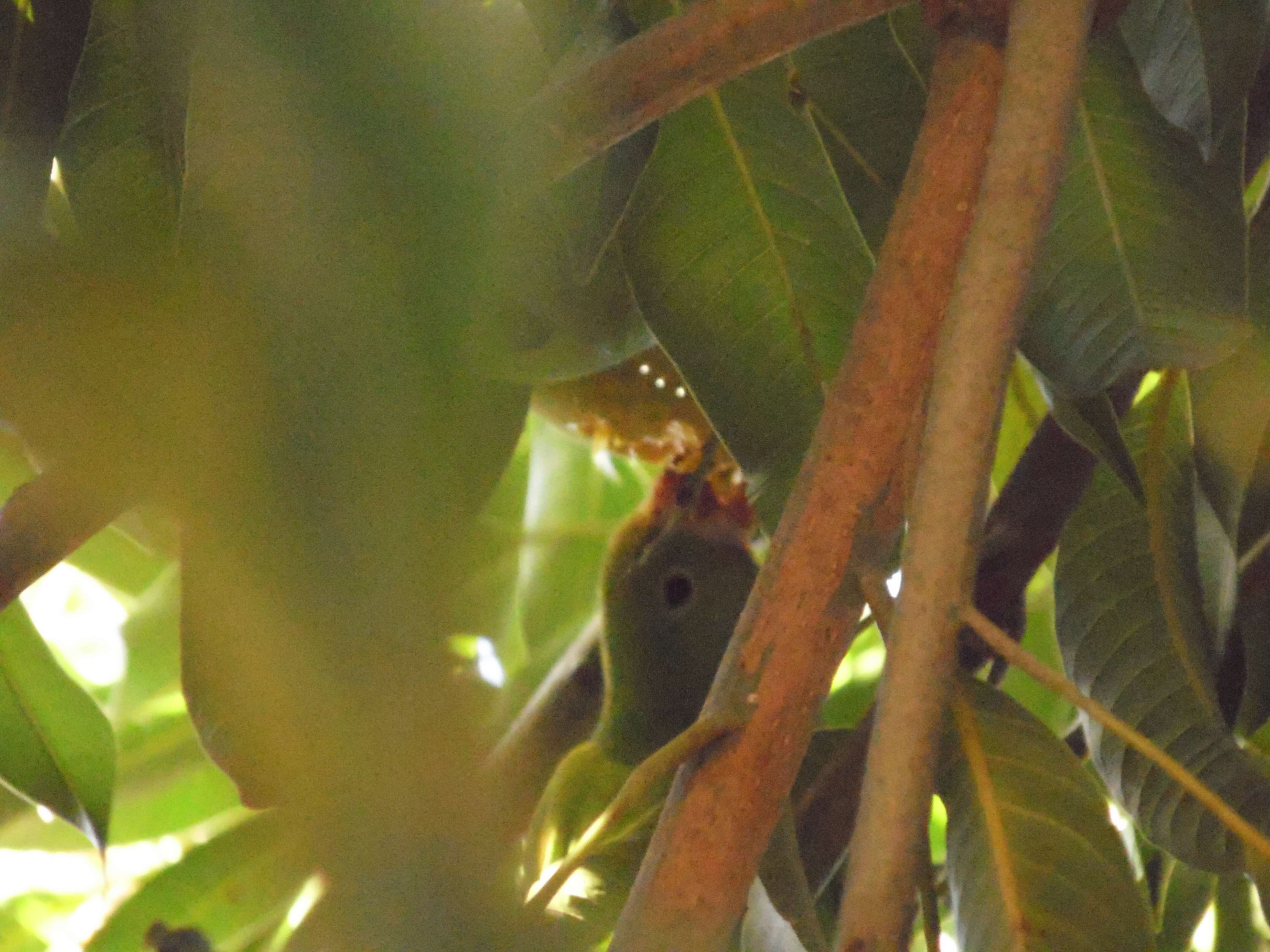 Image of Yellow-chevroned Parakeet