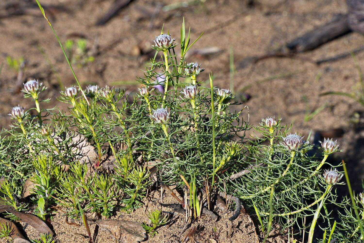 Image of Serruria cyanoides (L.) R. Br