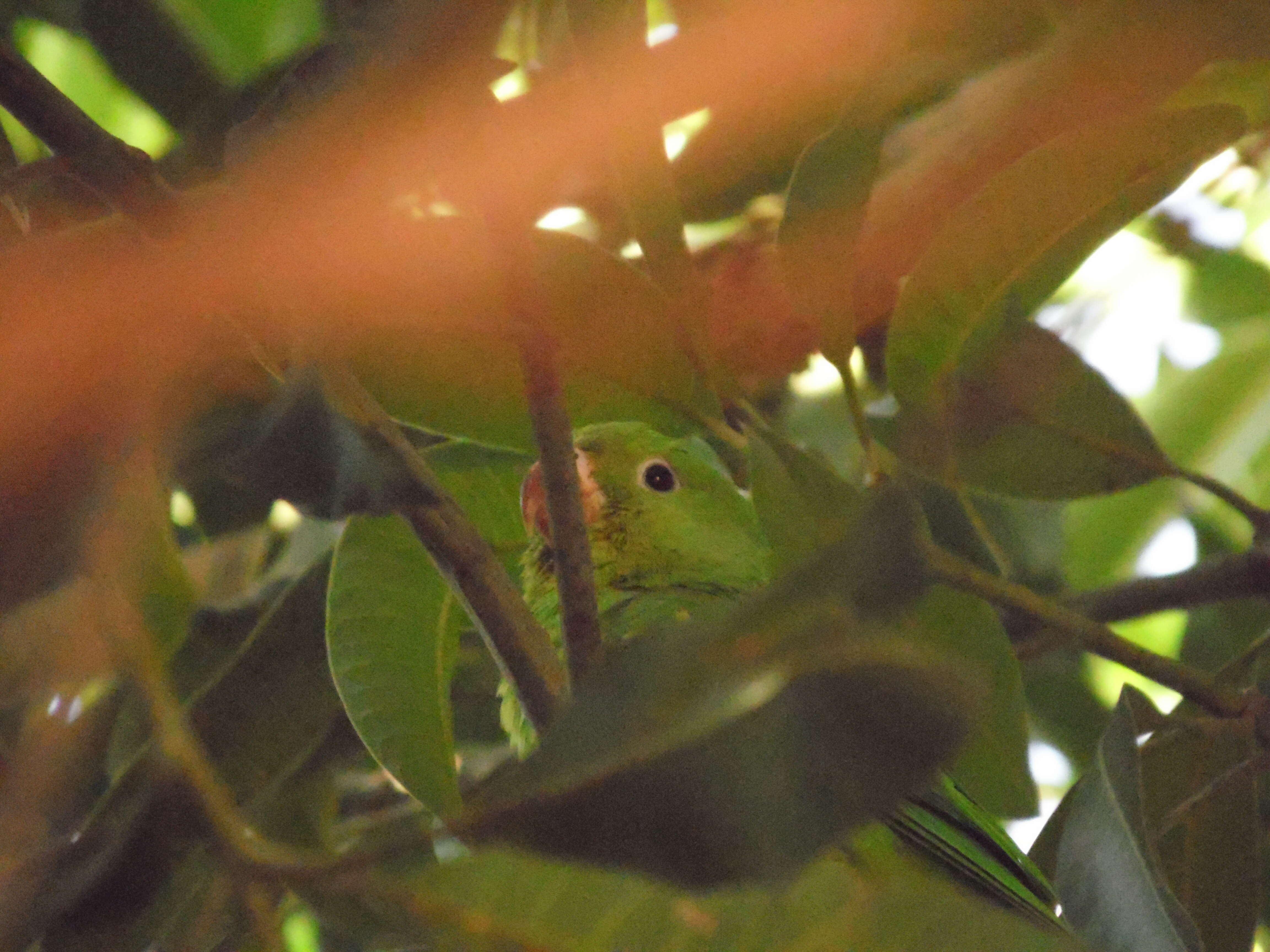 Image of Yellow-chevroned Parakeet