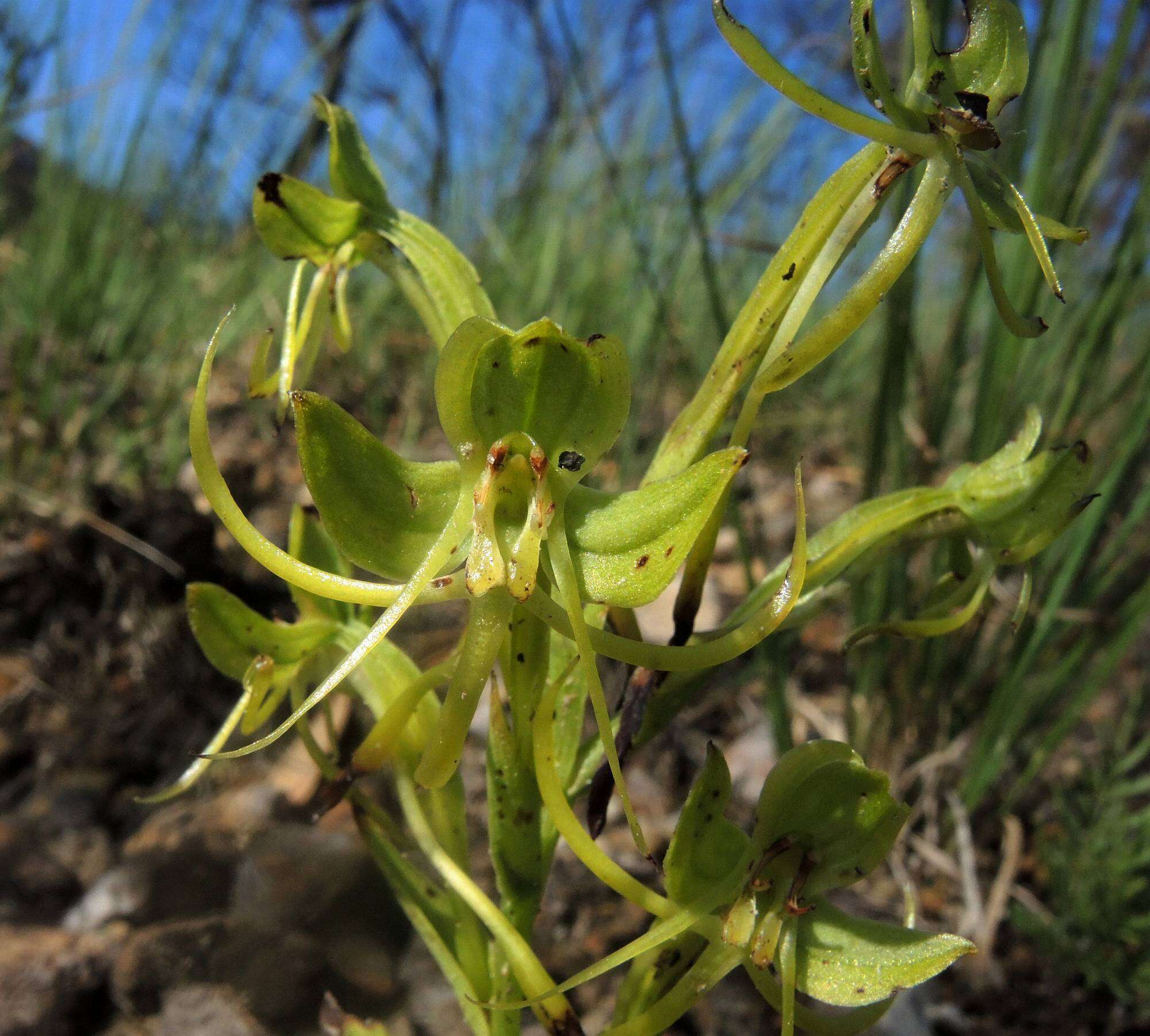 Image of Habenaria jaliscana S. Watson