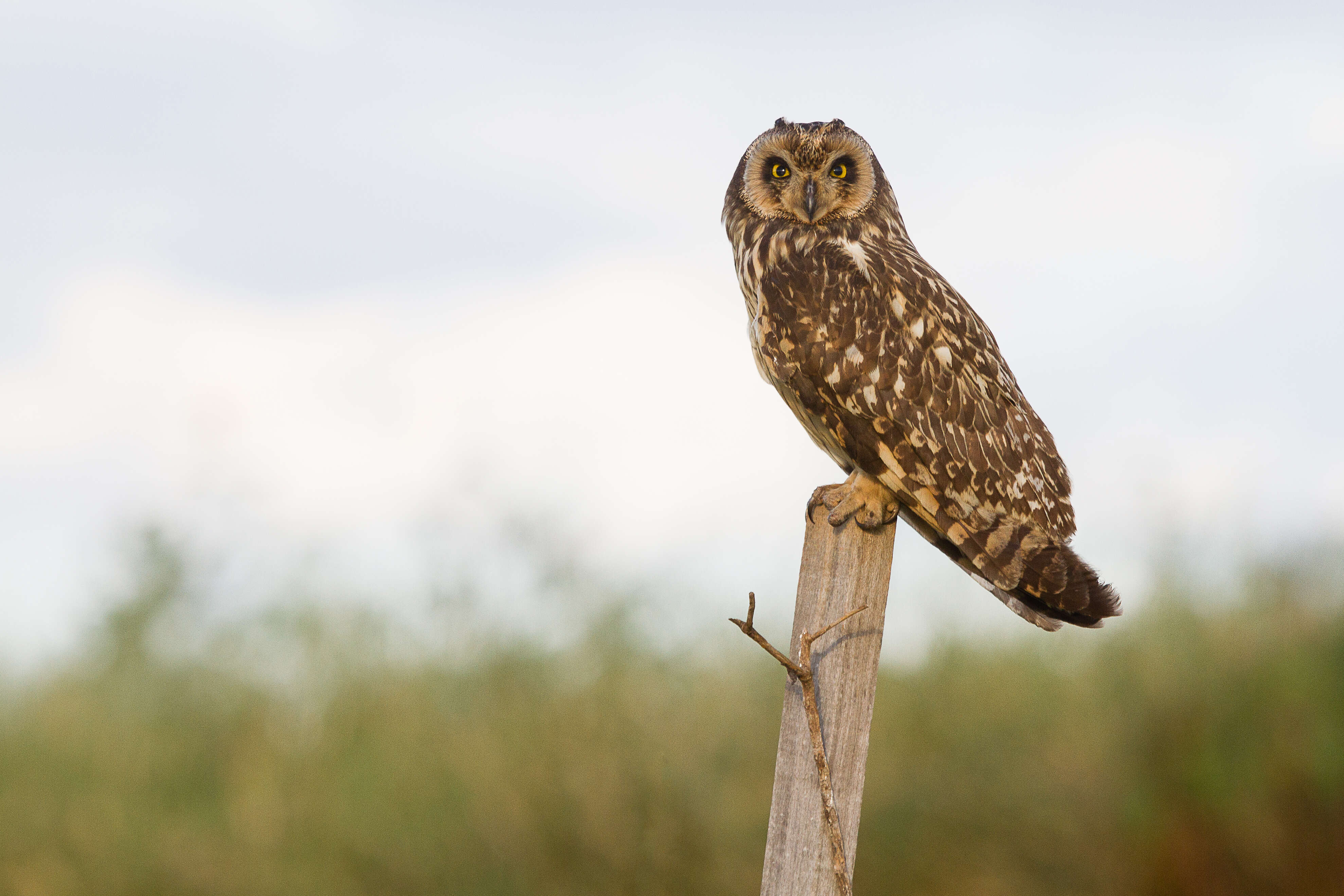 Image de Hibou des marais