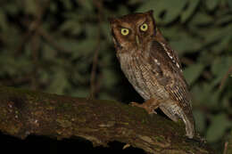 Image of Tropical Screech Owl