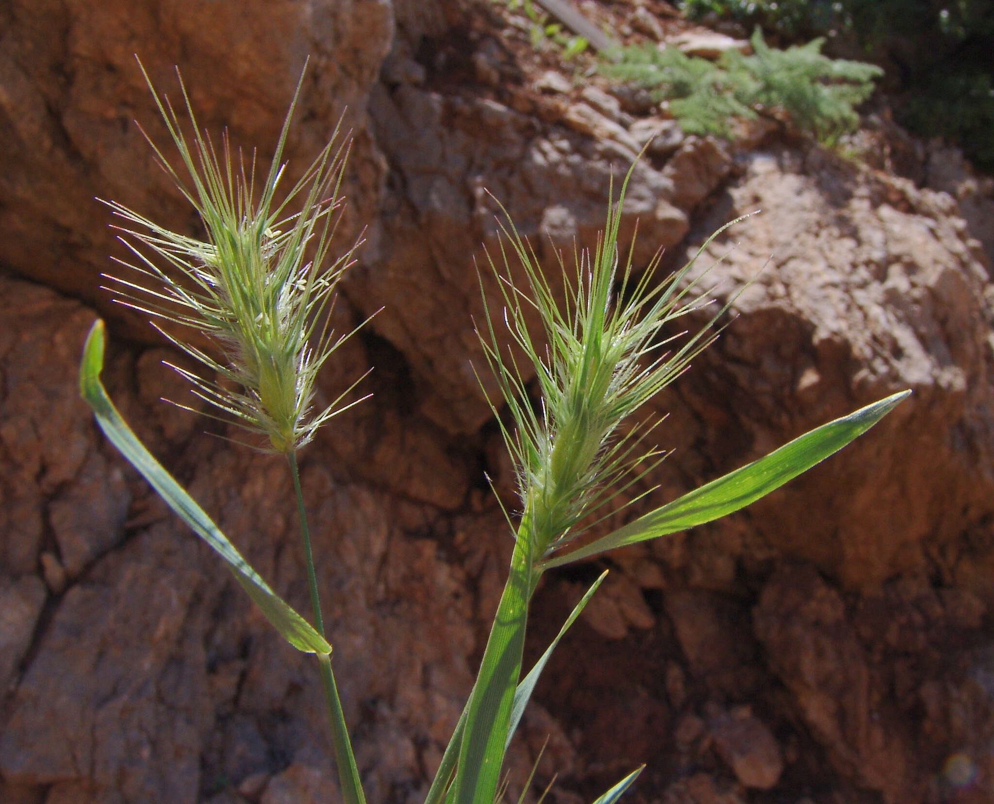 Heteranthelium piliferum (Sol.) Hochst. ex Jaub. & Spach的圖片