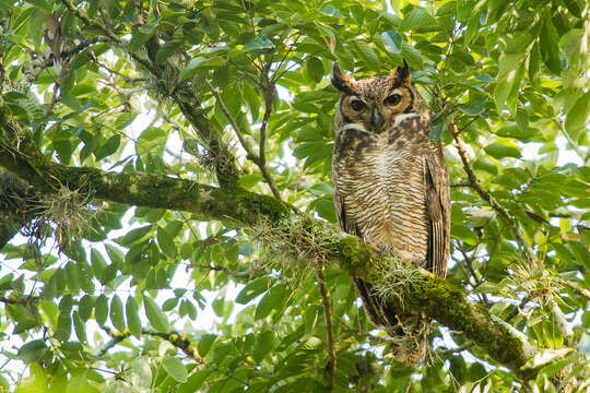 Image of Great Horned Owl