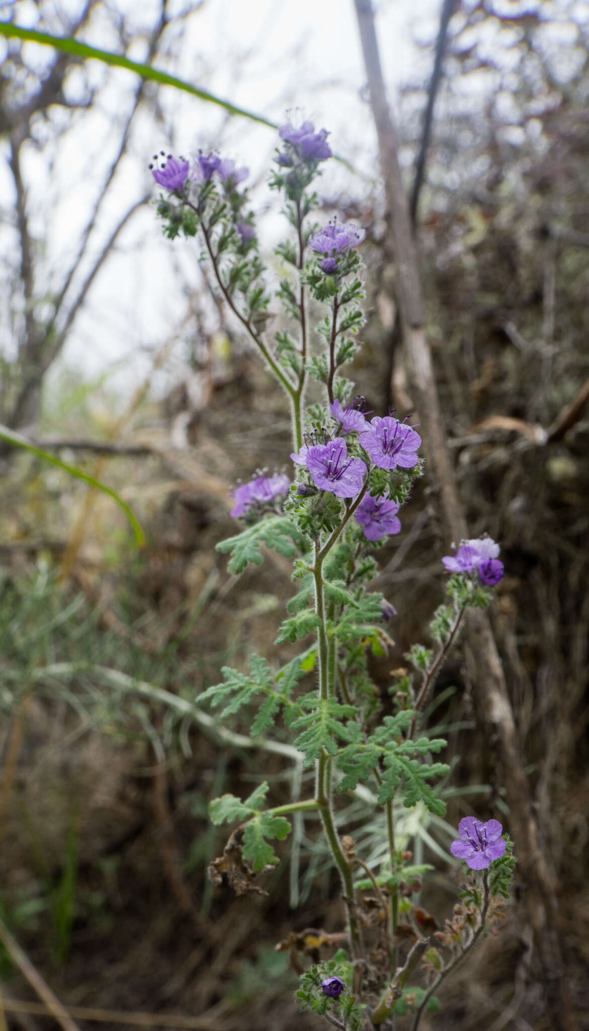 Imagem de Phacelia floribunda Greene