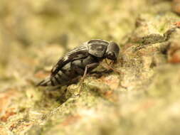 Image de Tomoxia lineella Le Conte 1862