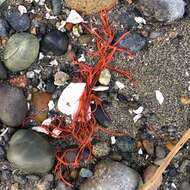 Image of Sea Noodles