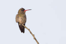 Image of Gilded Hummingbird