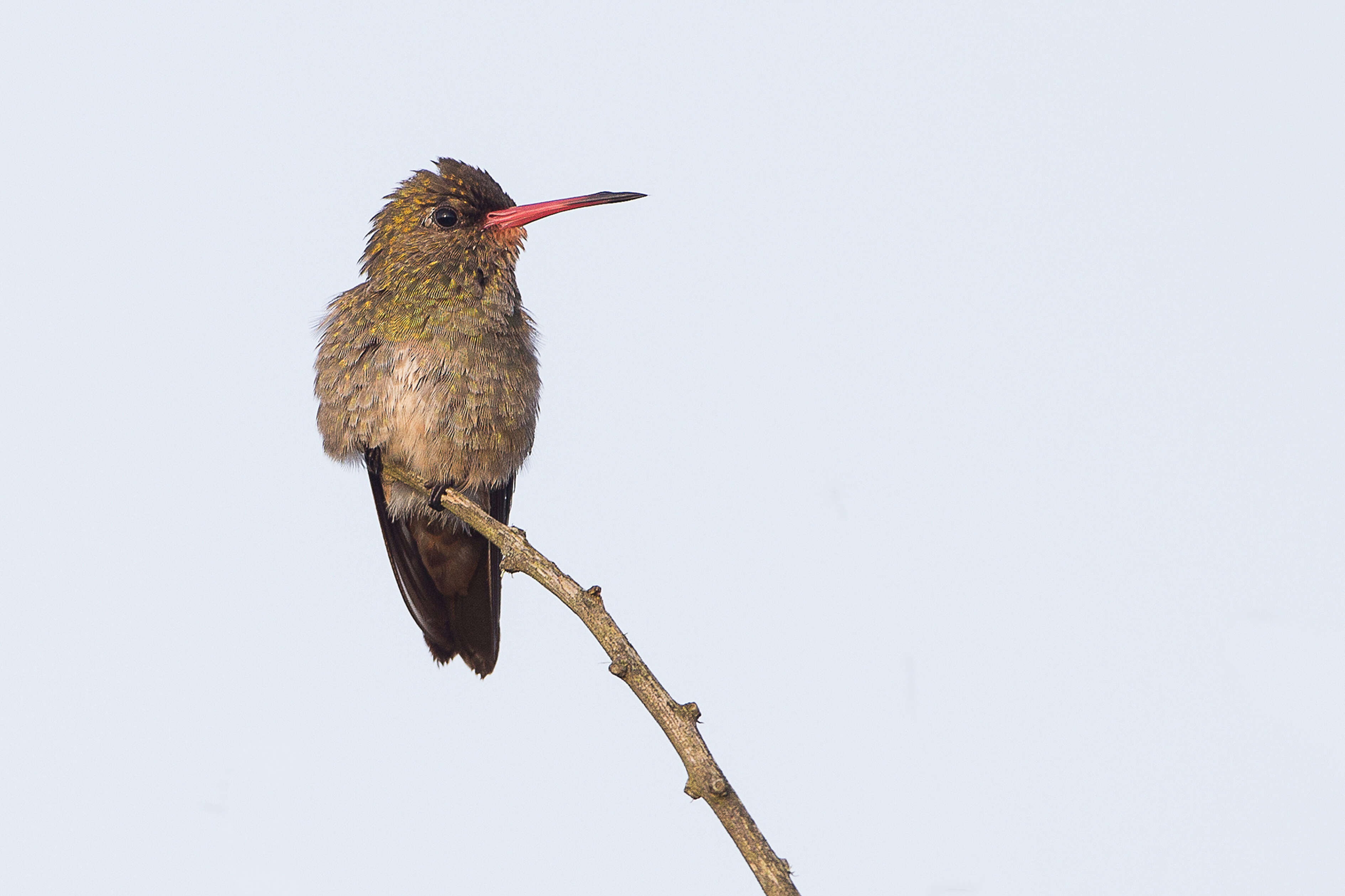 Plancia ëd Hylocharis chrysura (Shaw 1812)