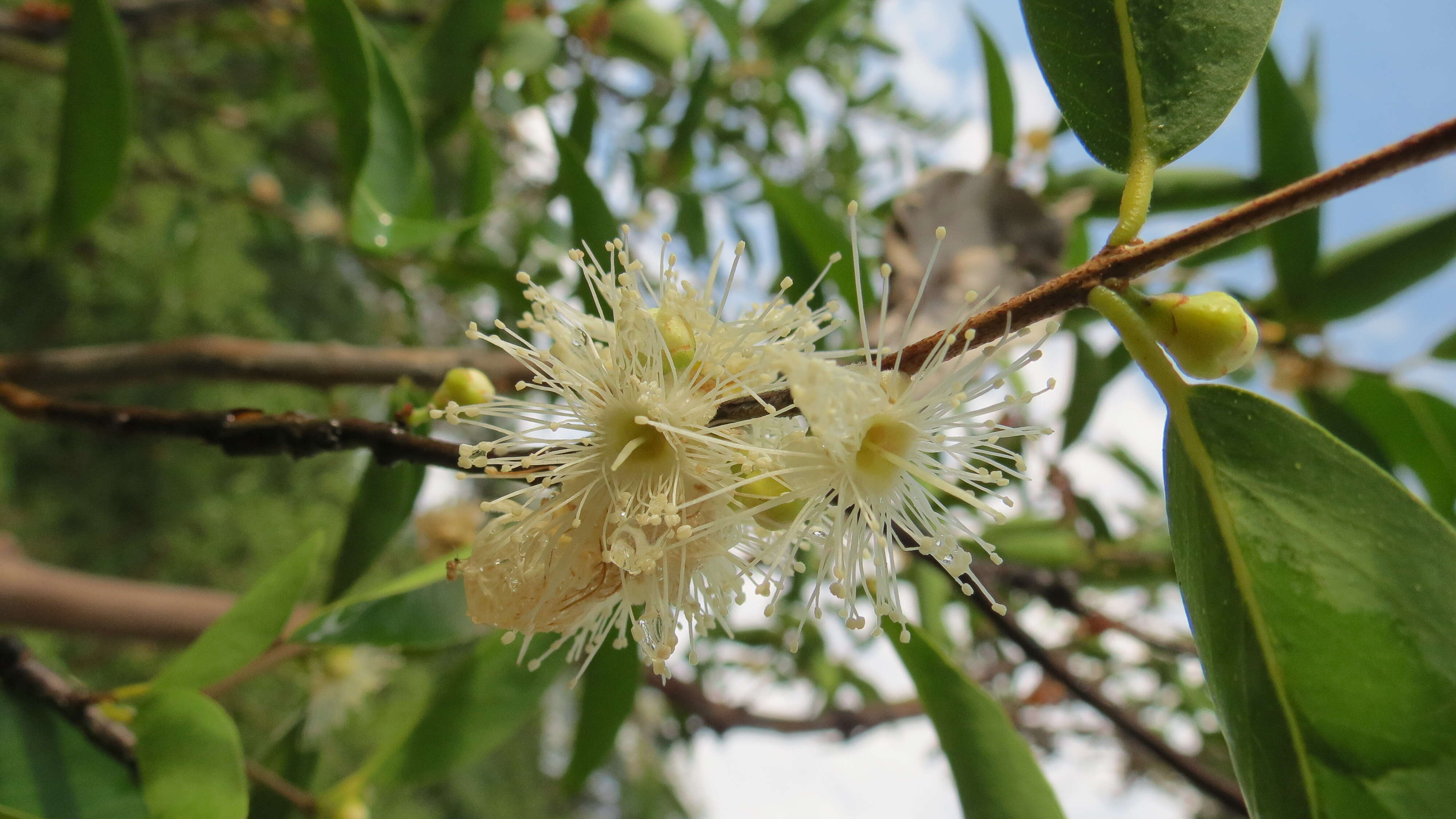 Image of Camu-Camu in pito