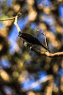 Image of Shiny Cowbird