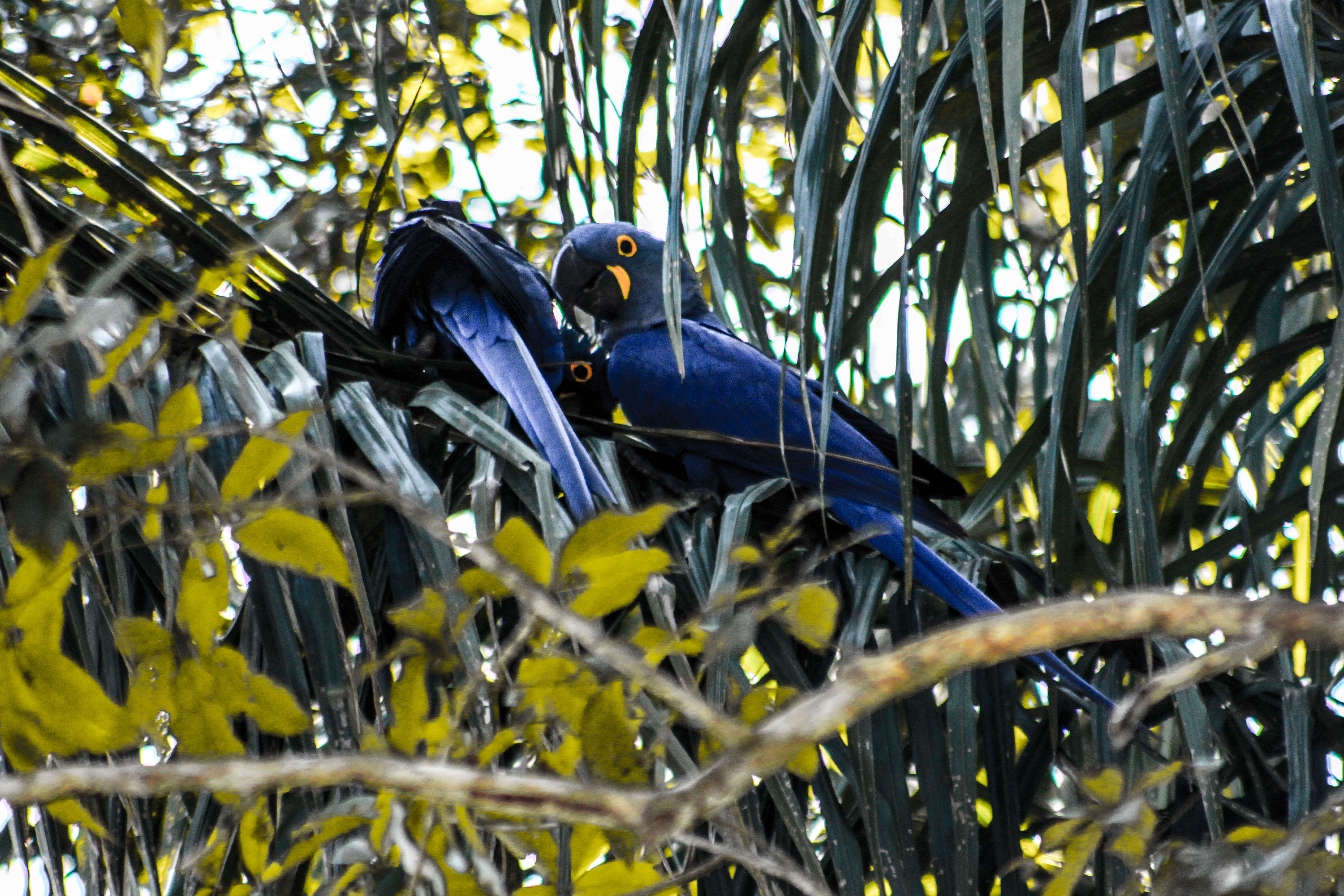 Image of Hyacinth Macaw