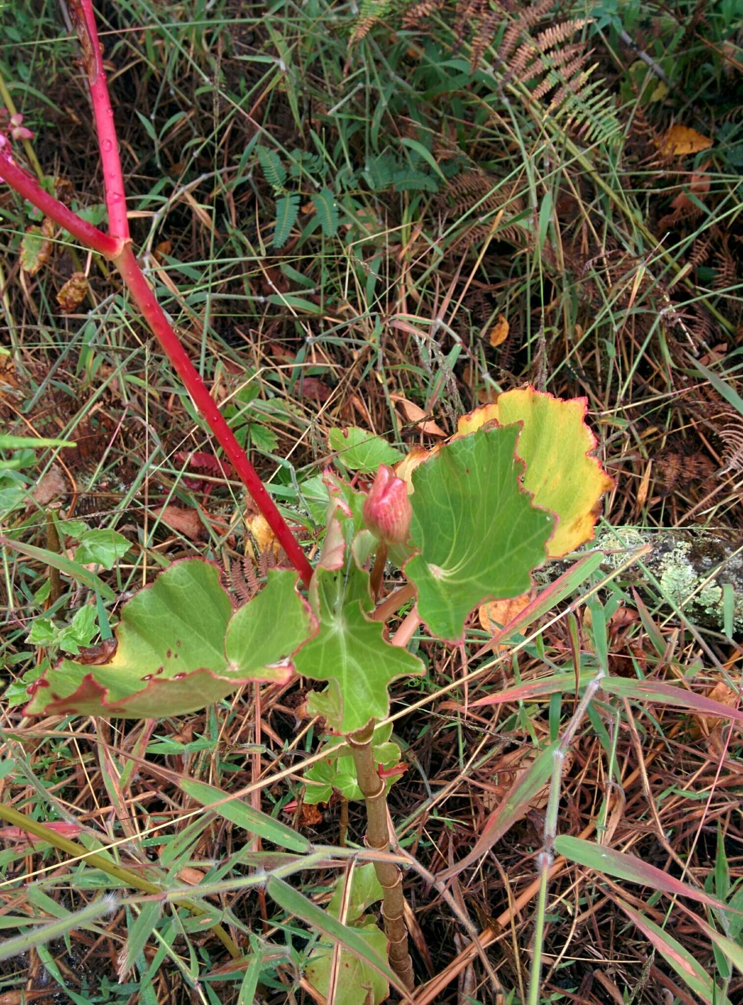 Image of Begonia bracteosa A. DC.