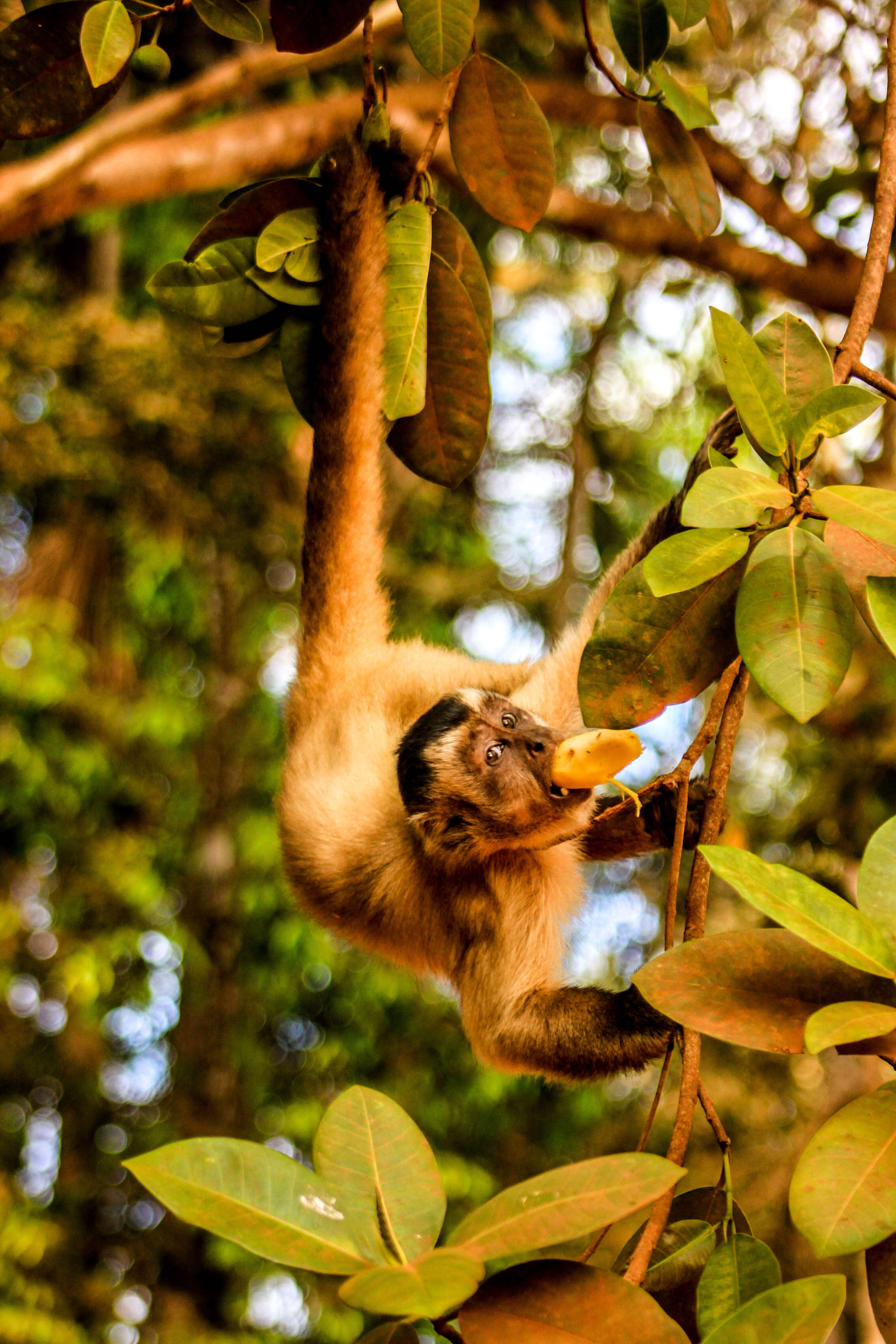 Image of Azaras’s Capuchin