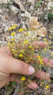 Image of Oxypappus scaber (Hook. & Arn.) Benth.