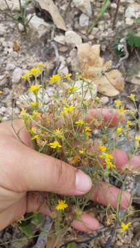 Image of Oxypappus