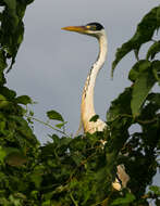 Image of Cocoi Heron