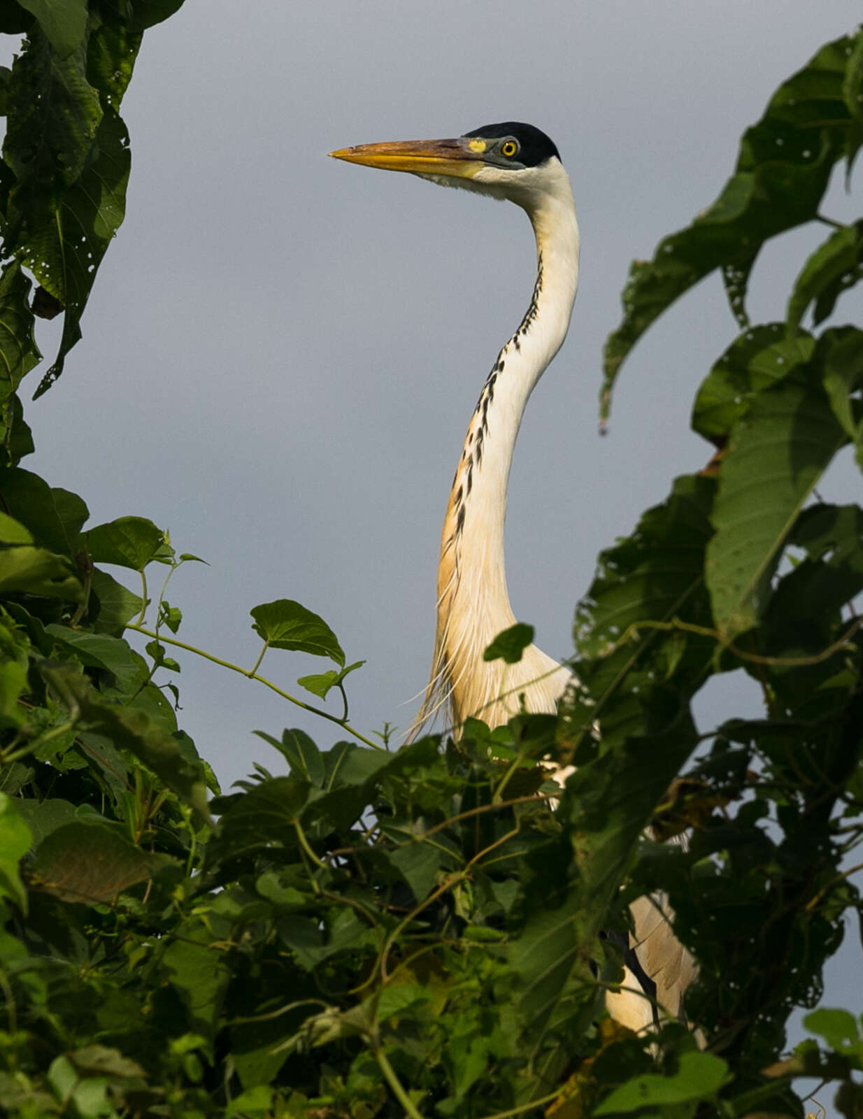 Image of Cocoi Heron