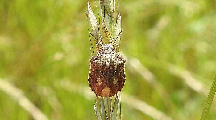 Image of Eurygaster testudinaria (Geoffroy 1785)