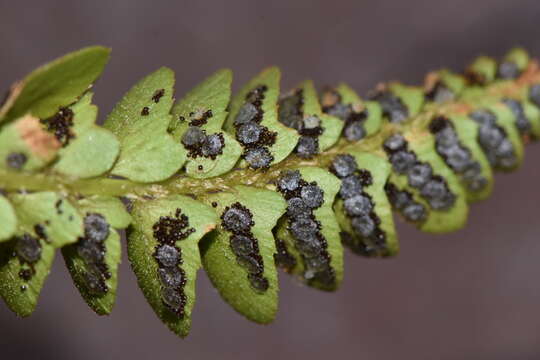 Image de Polystichum scopulinum (D. C. Eat.) Maxon