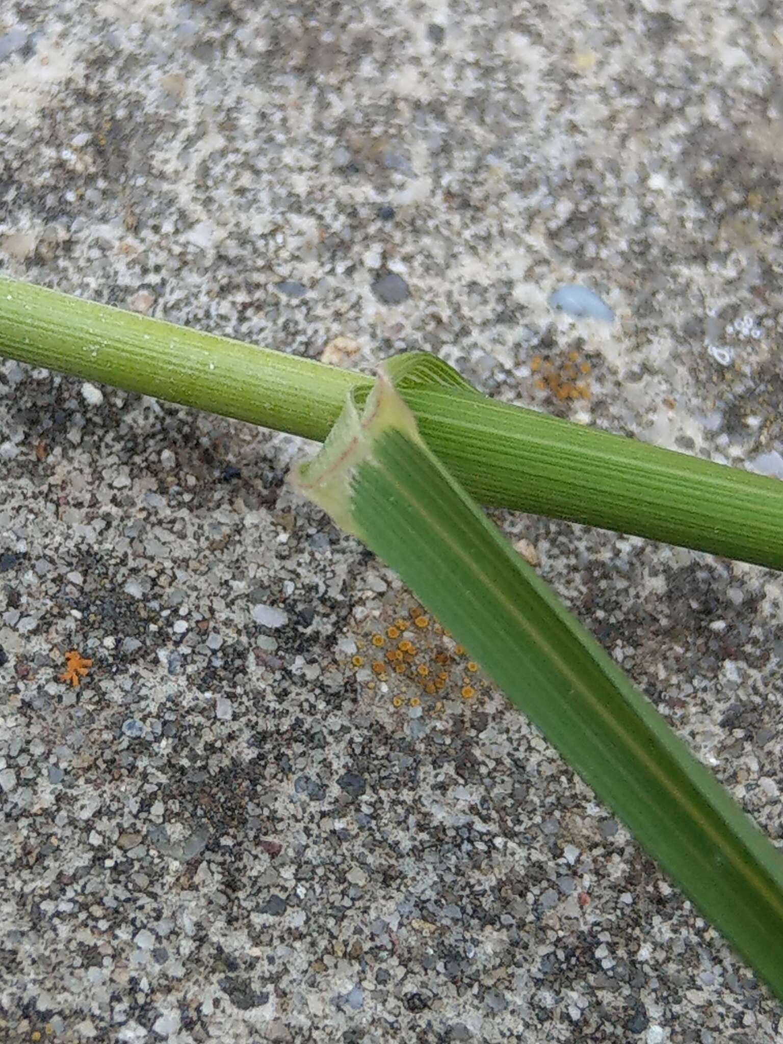 Plancia ëd Achnatherum calamagrostis (L.) P. Beauv.