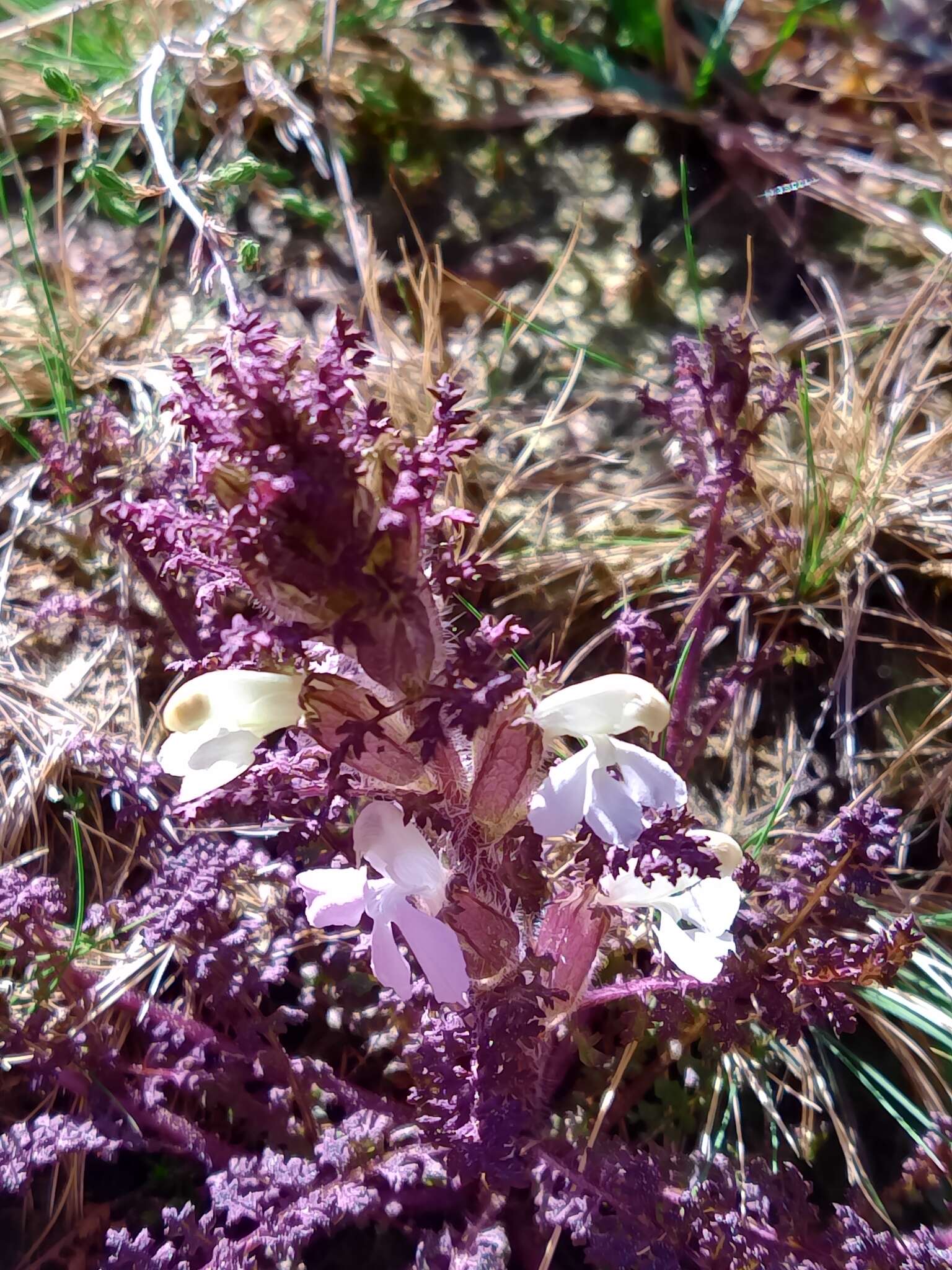 Image of Pedicularis sylvatica subsp. lusitanica (Hoffmgg. & Link) Coutinho