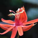 Image of Passiflora tecta Feuillet