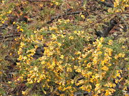 Image of Pultenaea graveolens Tate