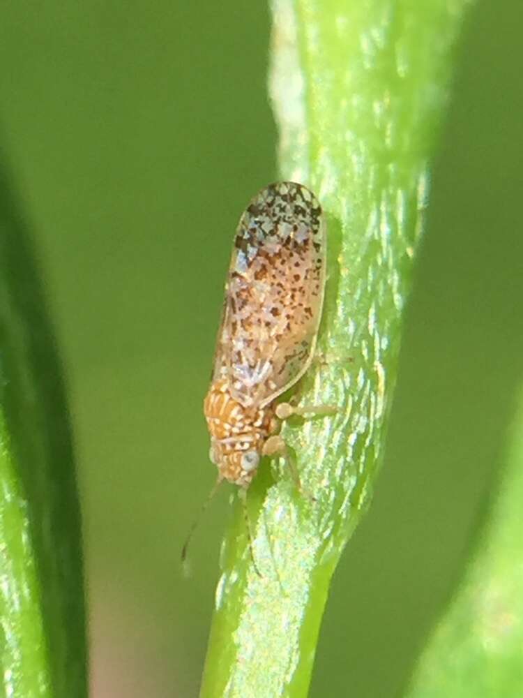 Image of Psyllid