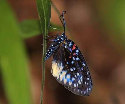 صورة Amesia aliris Doubleday 1847